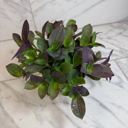 Tradescantia Sillamontana Vid de oso de peluche púrpura, planta de 6"