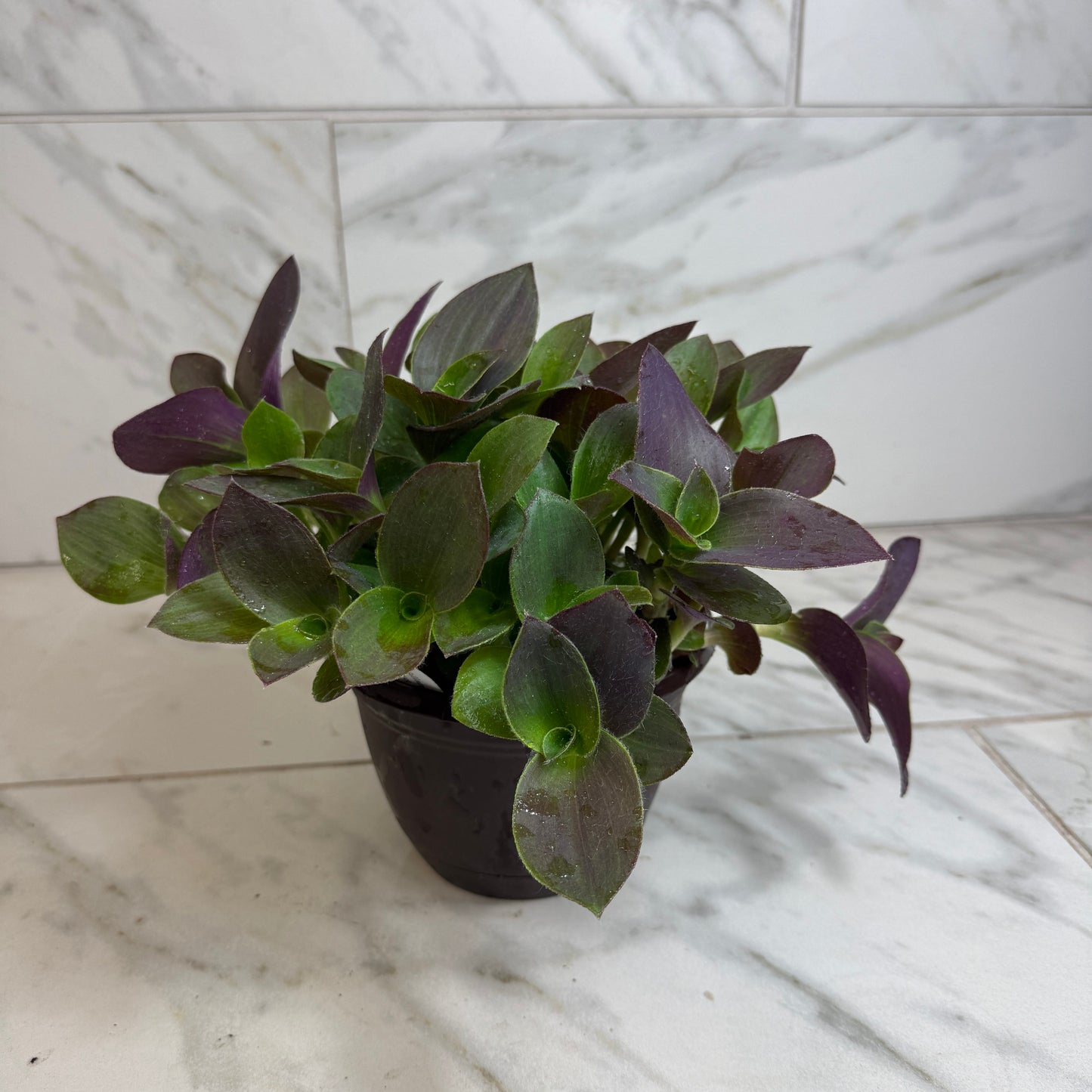Tradescantia Sillamontana Vid de oso de peluche púrpura, planta de 6"