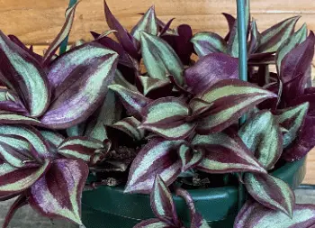 Tradescantia Zebrina Purple Plant 6 Inch Hanging