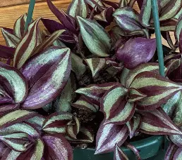 Tradescantia Zebrina Purple Plant 6 Inch Hanging