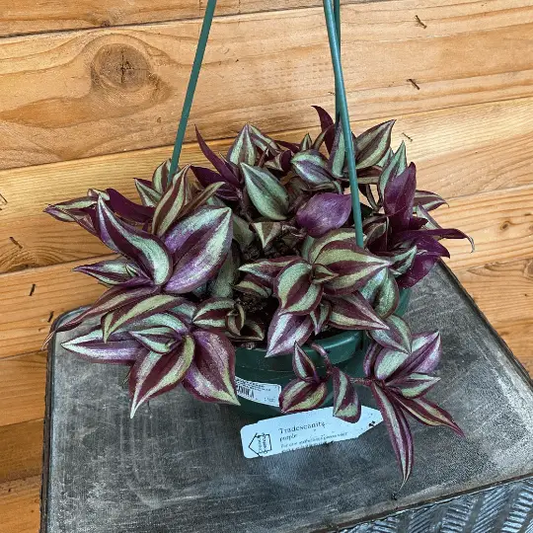 Tradescantia Zebrina Purple 6-inch hanging plant with striped leaves The Plant Farm® on Tampa Home & Garden Store
