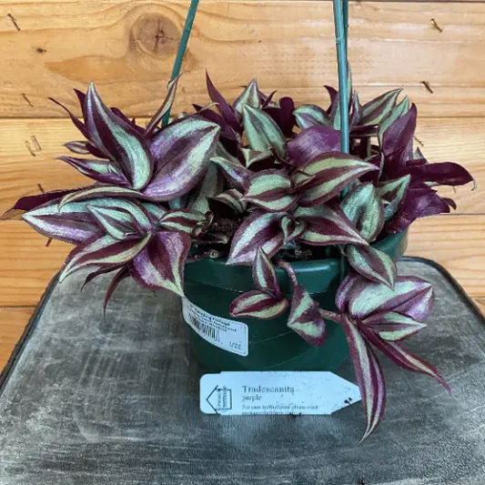 Tradescantia Zebrina Purple 6in plant with trailing purple-green leaves in green pot on Tampa Home & Garden Store