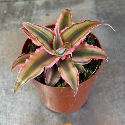 Cryptanthus rosa, planta de 2"