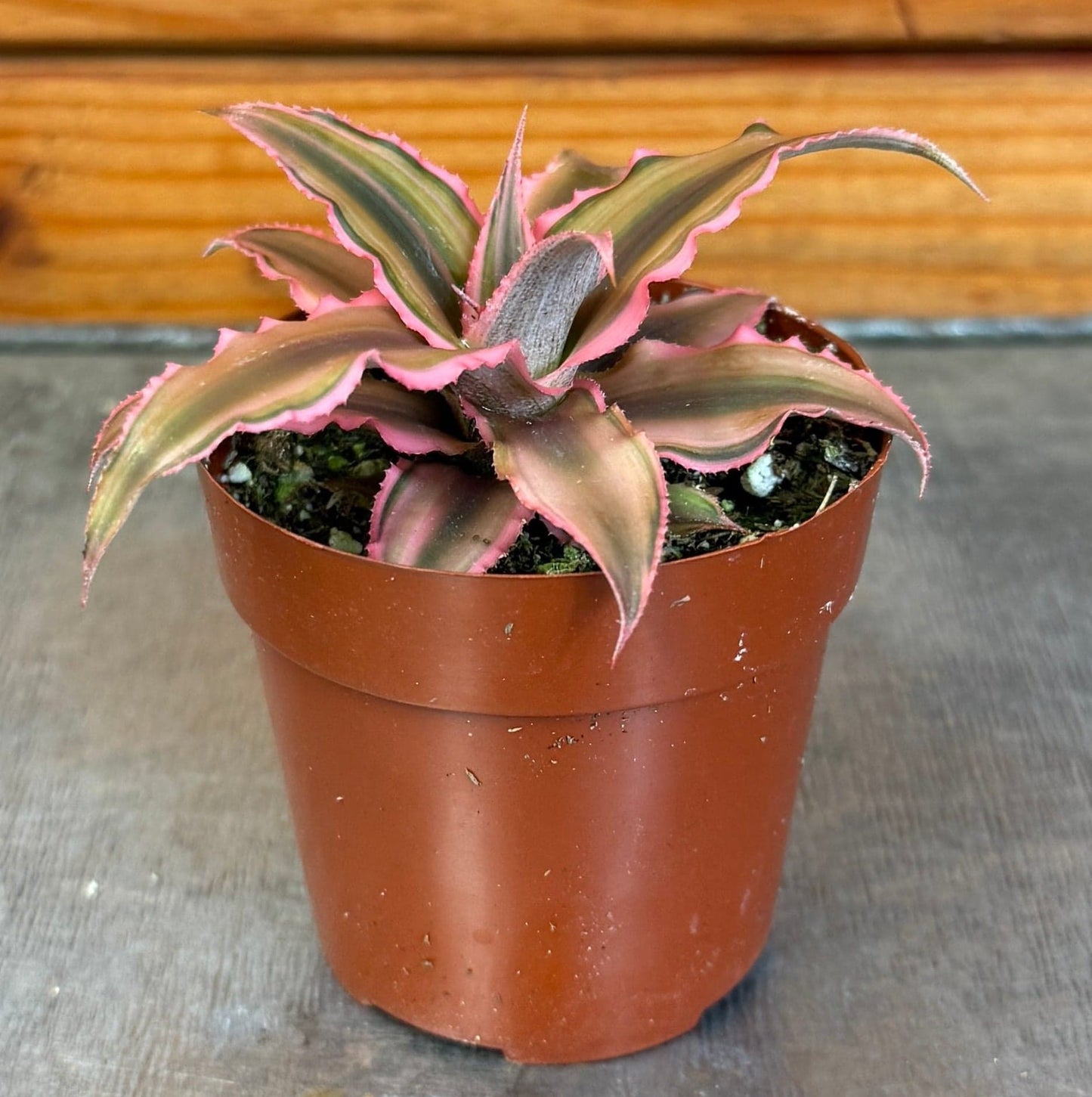 Cryptanthus rosa, planta de 2"