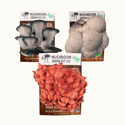 3 Pack - Premium Lion's Mane, Pink, and Blue Oyster Mushroom Growing Kit - 15 LBS