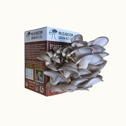 Premium Blue Oyster Mushroom Growing Kit - 5 LBS