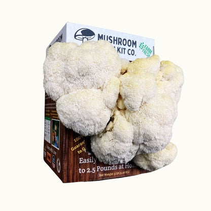 Premium Lion's Mane Mushroom Growing Kit - 5 LBS