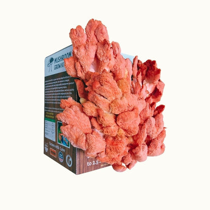 Premium Pink Oyster Mushroom Growing Kit - 5 LBS