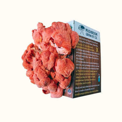 Premium Pink Oyster Mushroom Growing Kit - 5 LBS
