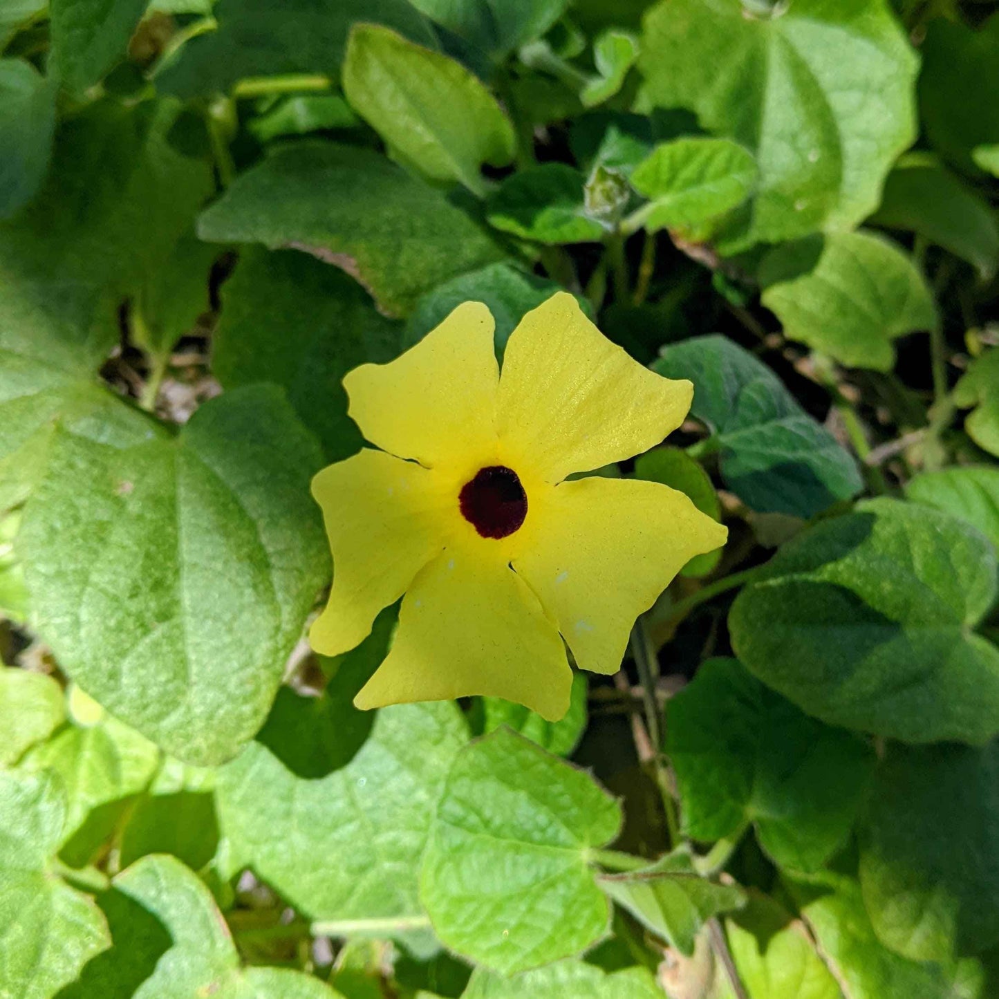Semillas de Thunbergia