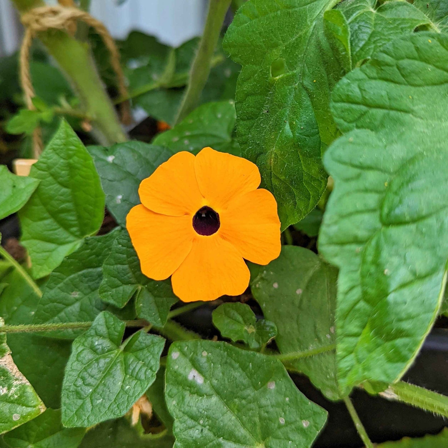 Semillas de Thunbergia