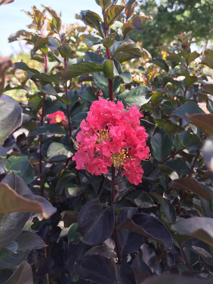 Thunderstruck Coral Boom Crape Myrtle tree with dark purple foliage and bright pink flower cluster on Tampa Home & Garden Store