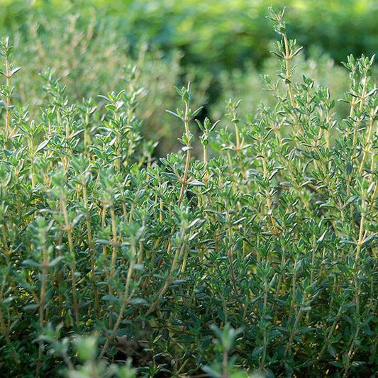 Thyme seeds herb plants with dense green foliage and slender stems on Tampa Home & Garden Store