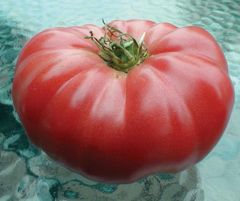 Watermelon Beefsteak Tomato, large red fruit with green calyx, tomato seeds variety on Tampa Home & Garden Store