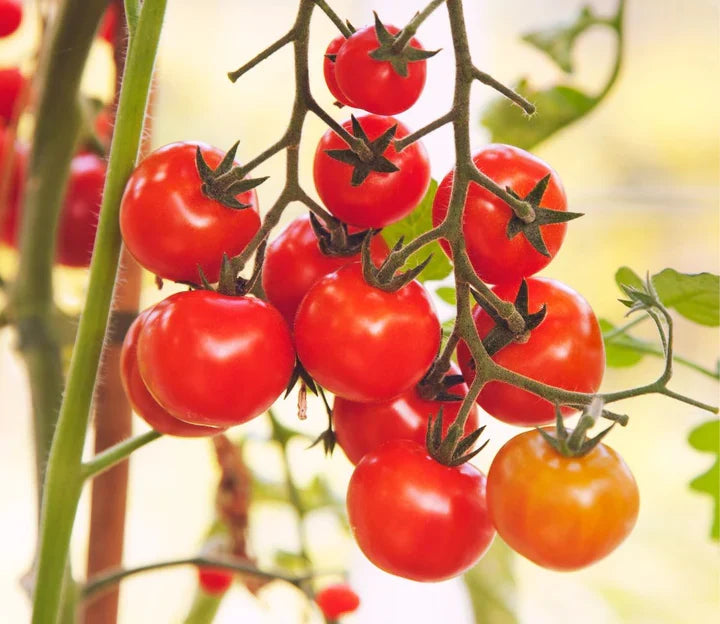 Peace Vine Cherry Tomato seeds red cherry tomatoes on vine Seedtime Store on Tampa Home & Garden Store