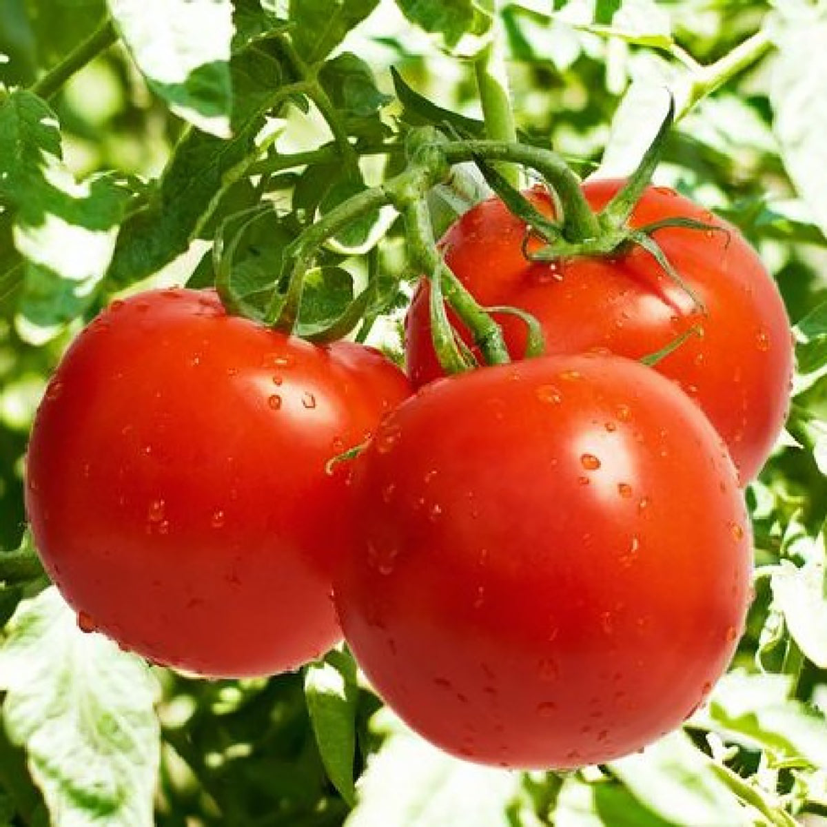 Bonnie Best Tomato seeds three red tomatoes on vine with green leaves on Tampa Home & Garden Store