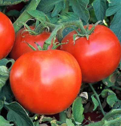 Wisconsin 55 Tomato seeds, ripe red tomatoes on vine with green foliage Seedtime Store on Tampa Home & Garden Store