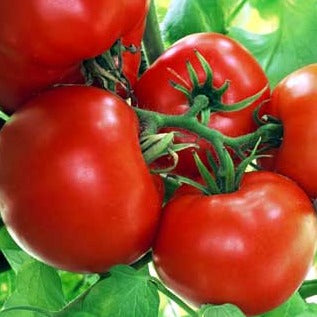 Boxcar Willie tomato seeds ripe red tomatoes on vine with green leaves, 4 fruits Seedtime Store on Tampa Home & Garden Store