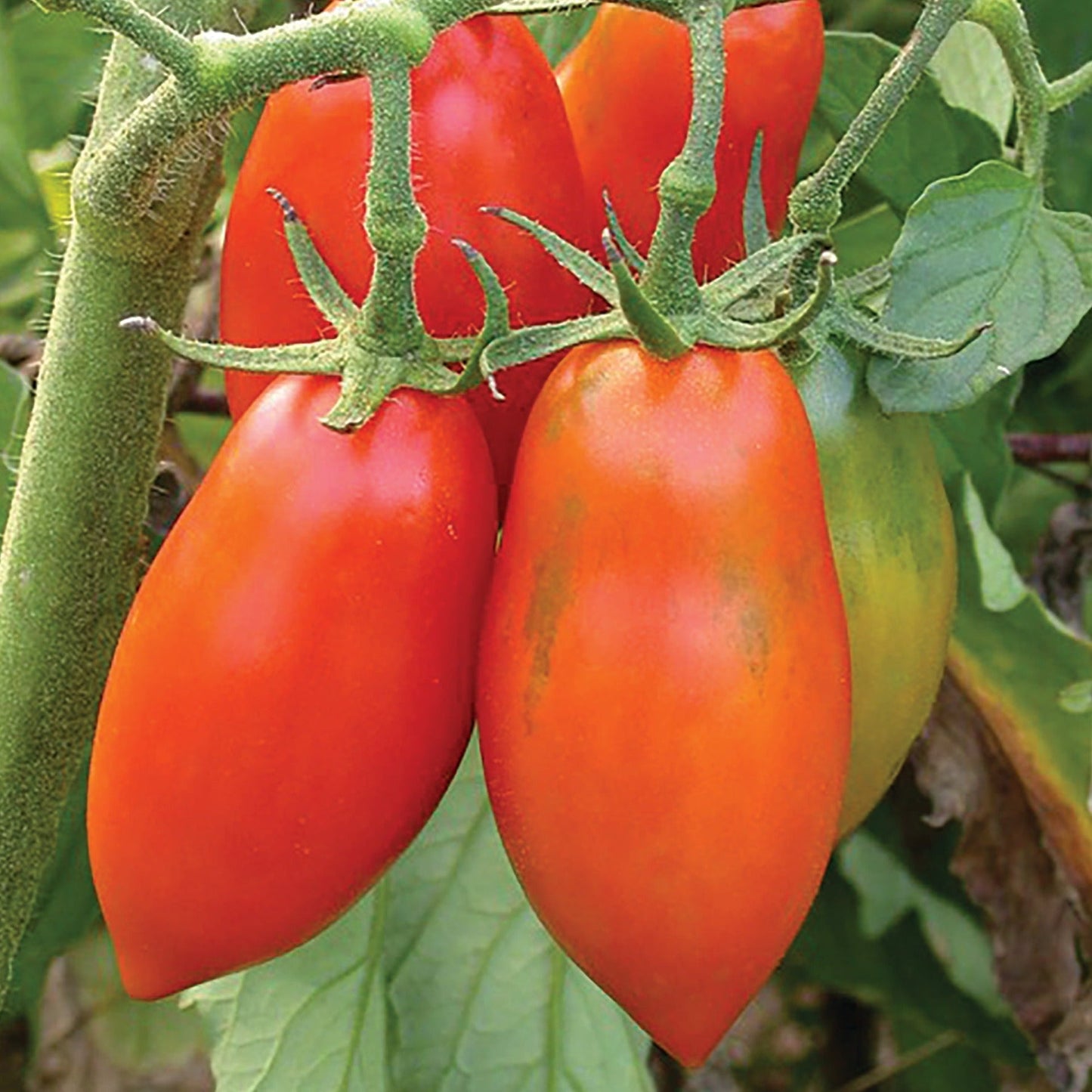 Opalka tomato seeds Seedtime Store ripe elongated plum tomatoes on green vine on Tampa Home & Garden Store
