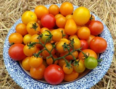 Tomato variety Amy's Apricot Mix cherries on a vine in a blue speckled bowl on Tampa Home & Garden Store