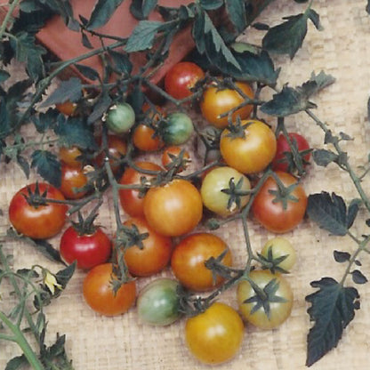 Bicolor cherry tomatoes on the vine, multicolor fruit, Seedtime Store on Tampa Home & Garden Store