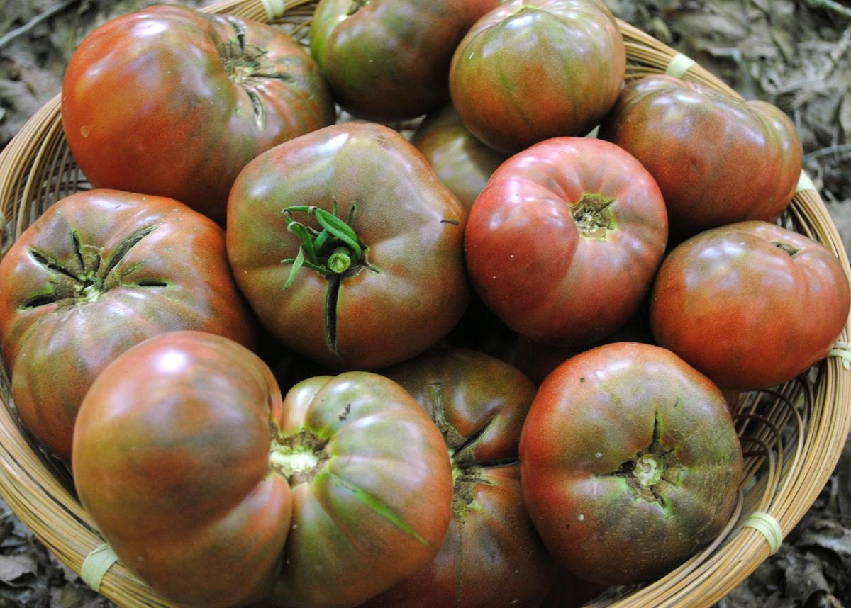 Cherokee Purple tomato seeds in a basket of ripe purple-red tomatoes on Tampa Home & Garden Store