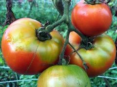 Marglobe VF tomato on vine; three ripe orange-yellow fruits Seedtime Store on Tampa Home & Garden Store