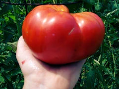 Mortgage Lifter VFN Tomato large red fruit held in hand Seeds on Tampa Home & Garden Store