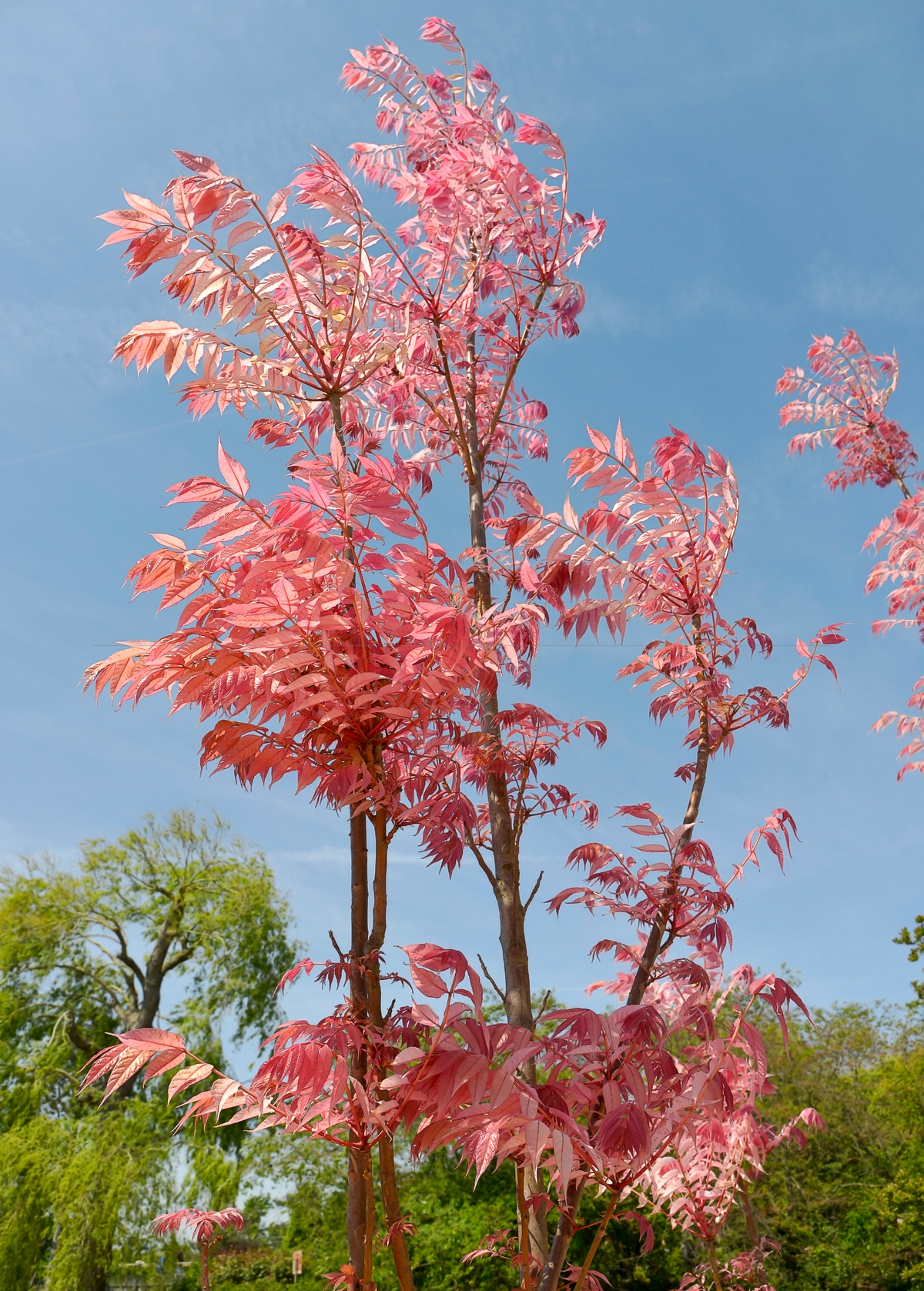 Red Toon Toona sinensis ornamental tree with vibrant pink-red foliage by Sow Exotic on Tampa Home & Garden Store