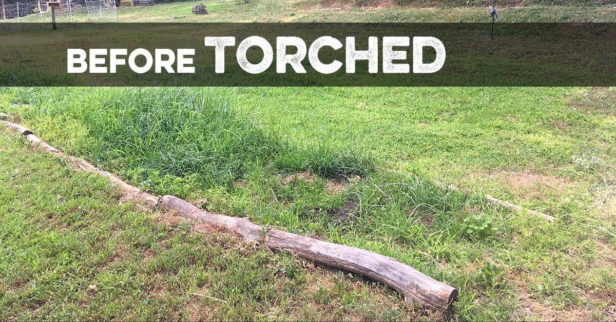 Torched Weed Killer Torched Herbicide | Natural