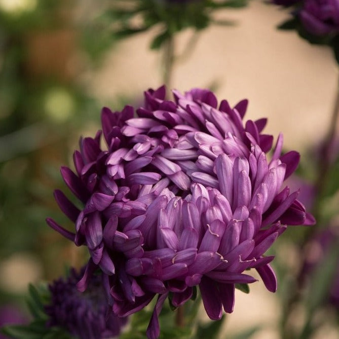 Violet Aster bloom, dense purple petals in a close-up on Tampa Home & Garden Store