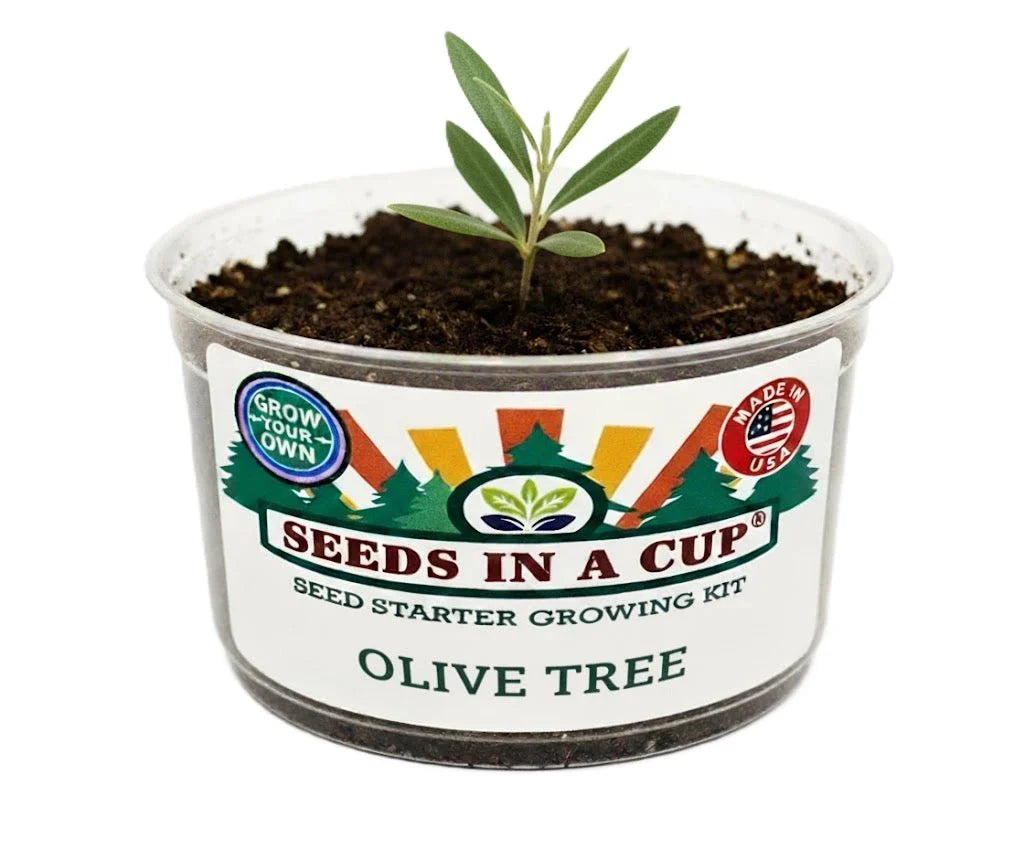 Olive Tree Grow Kit