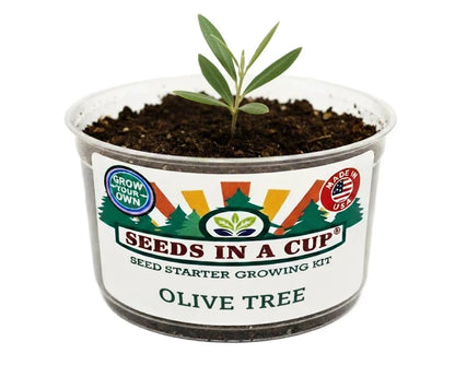 Olive Tree Grow Kit
