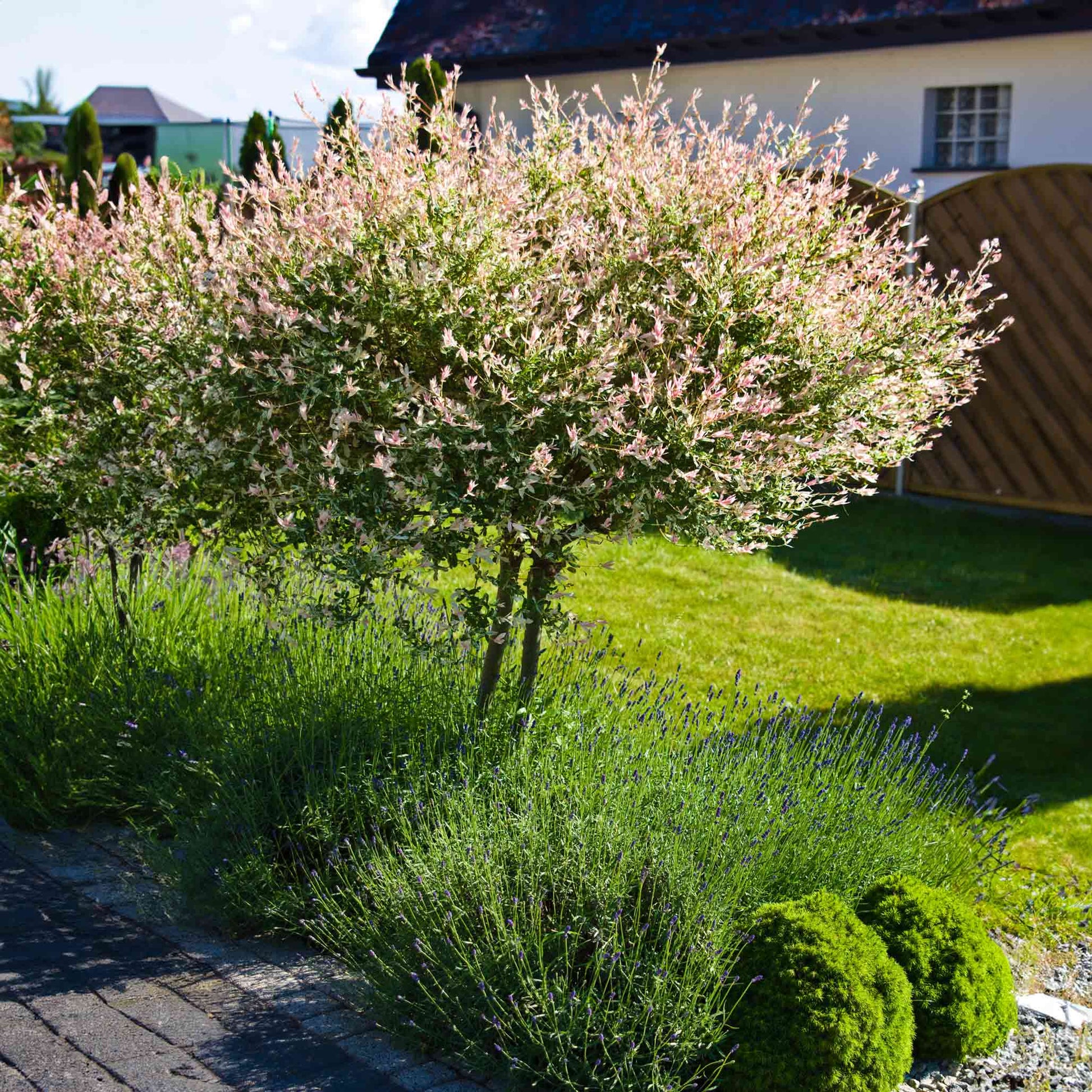 Tri-Color Dappled Willow Tree plant with pink blossoms and variegated leaves outdoors on Tampa Home & Garden Store