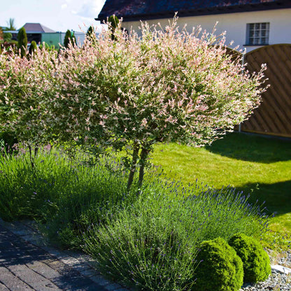 Tri-Color Dappled Willow Tree plant with pink blossoms and variegated leaves outdoors on Tampa Home & Garden Store
