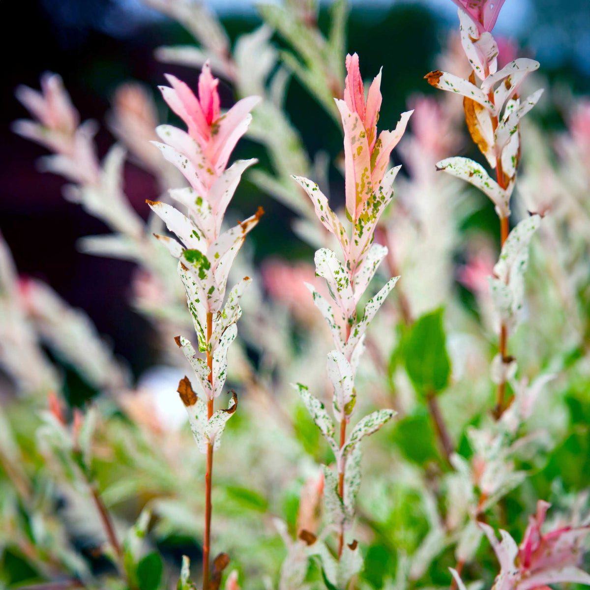 Tri-Color Dappled Willow Tree plant with pink and white variegated leaves indoor outdoor use on Tampa Home & Garden Store