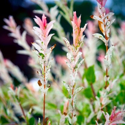 Tri-Color Dappled Willow Tree plant with pink and white variegated leaves indoor outdoor use on Tampa Home & Garden Store