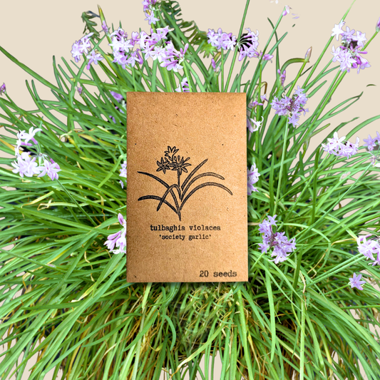 Seed packet Tulbaghia Violacea Society Garlic with illustration, 20 seeds Plantflix on Tampa Home & Garden Store