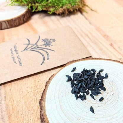 Society Garlic Seeds Tulbaghia Violacea Seed Pack