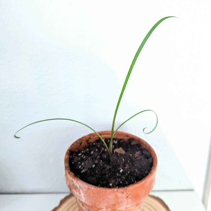 Society Garlic Seeds Tulbaghia Violacea Seed Pack
