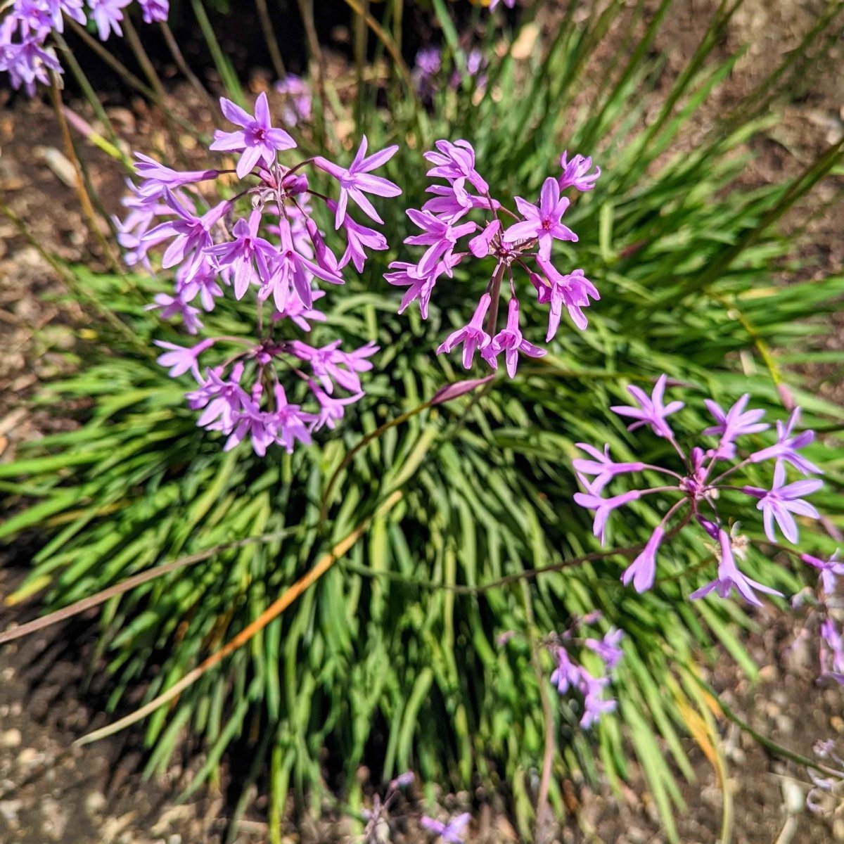 Society Garlic Seeds Tulbaghia Violacea Seed Pack