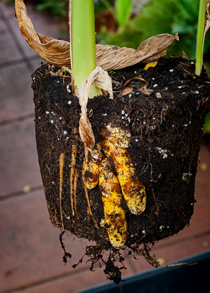 Planta de cúrcuma, naranja (Curcuma longa)