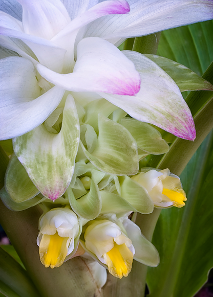 Planta de cúrcuma, naranja (Curcuma longa)