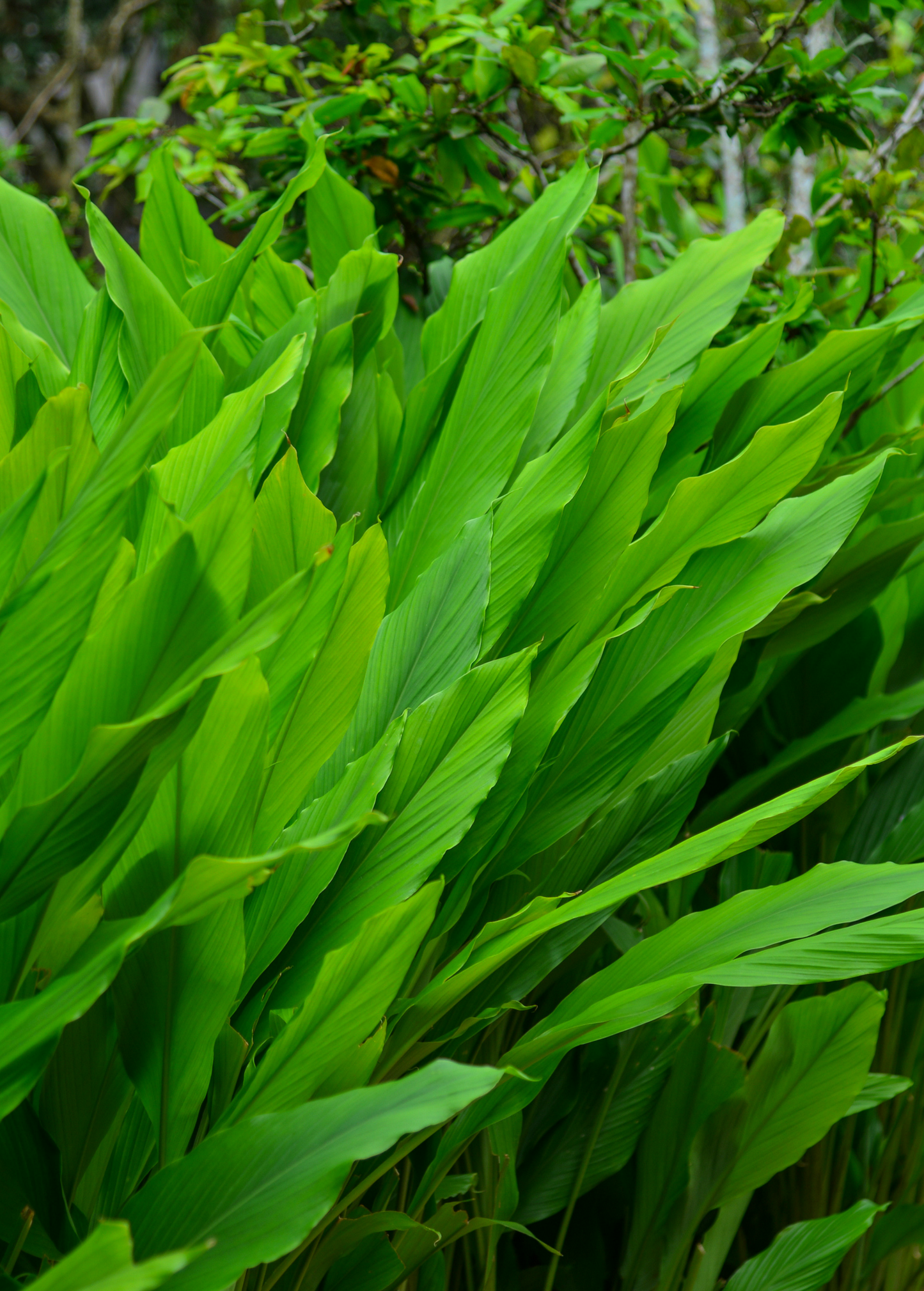 Planta de cúrcuma, naranja (Curcuma longa)