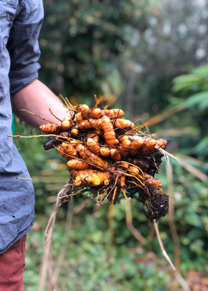 Planta de cúrcuma, naranja (Curcuma longa)