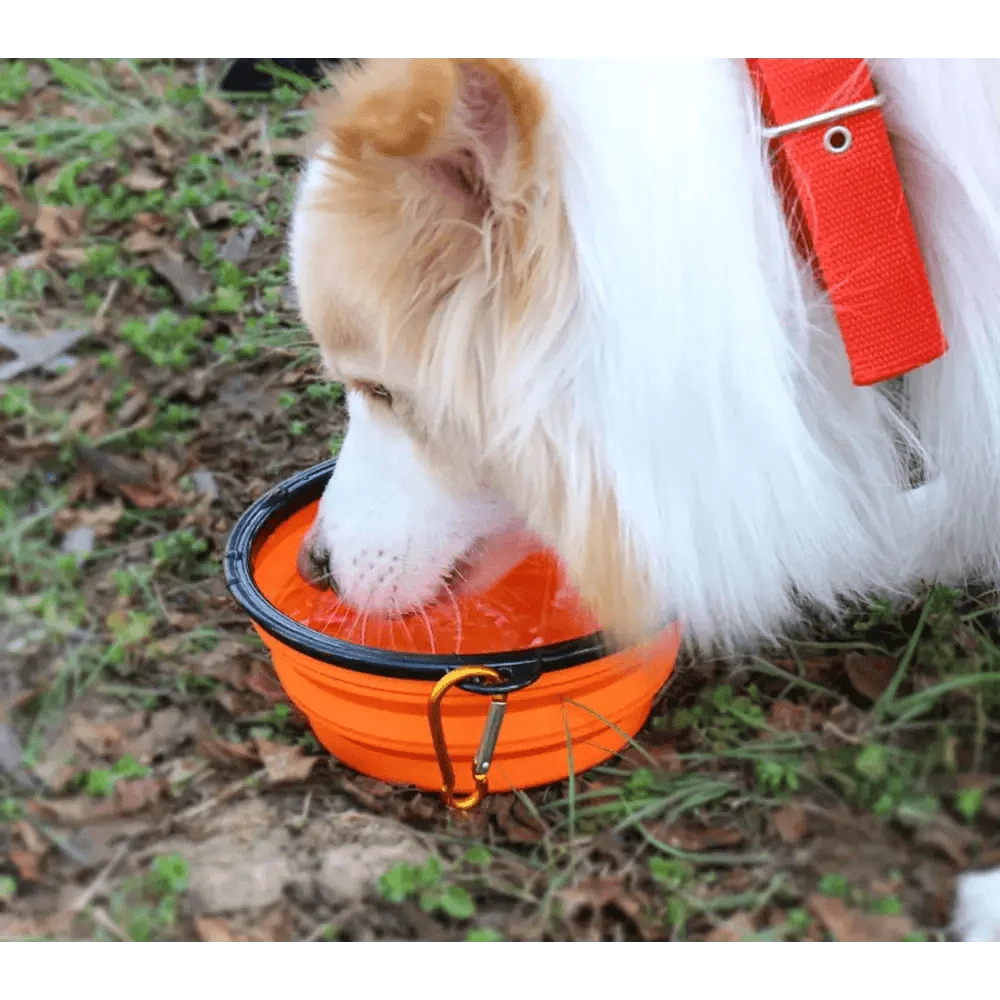 Collapsible silicone dog travel bowl orange with black rim portable foldable dish for pets on Tampa Home & Garden Store