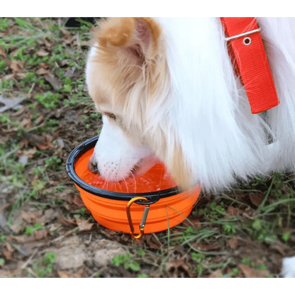 Collapsible silicone dog travel bowl orange with black rim portable foldable dish for pets on Tampa Home & Garden Store