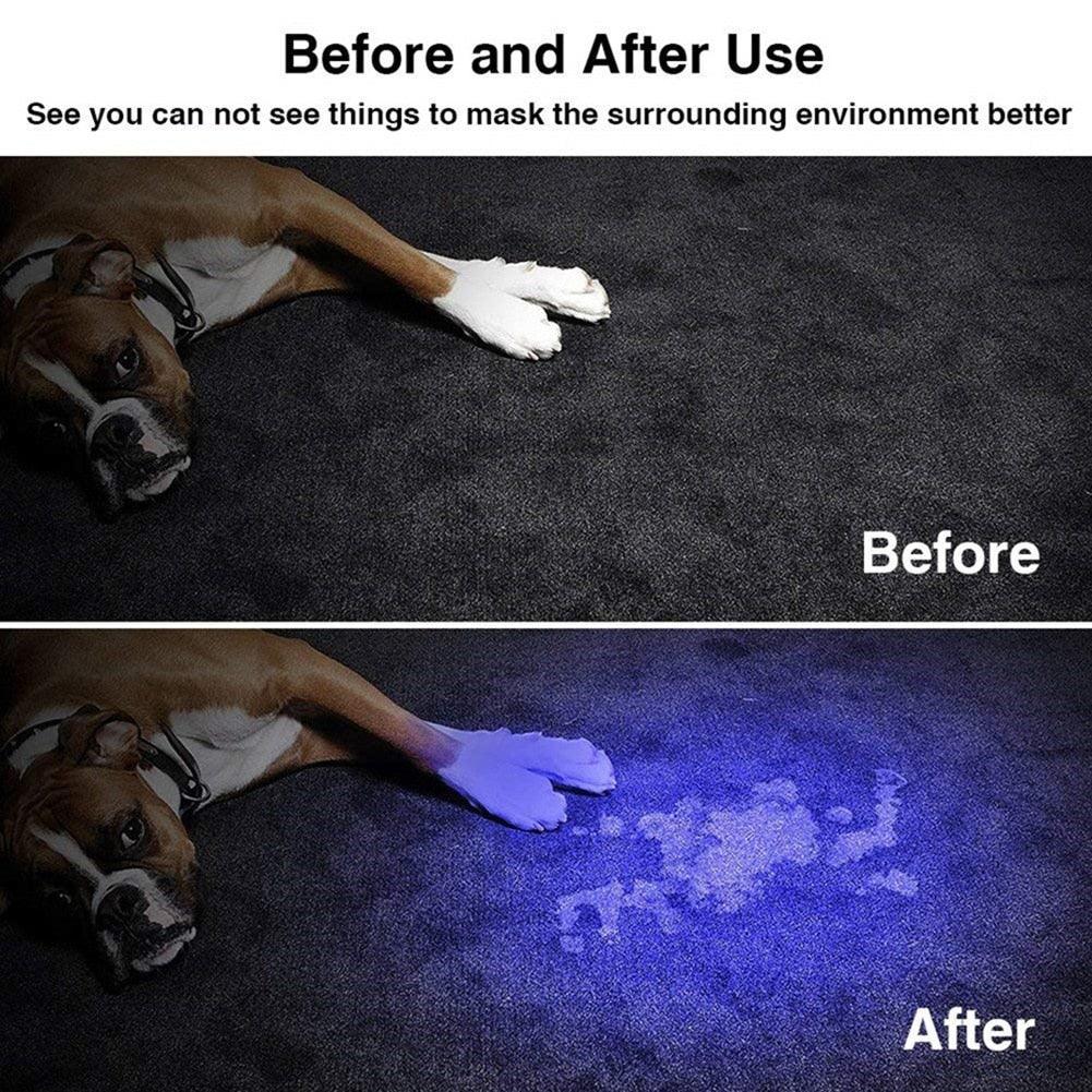 Stevvex UV flashlight 365nm purple light reveals pet urine stains on carpet before after view on Tampa Home & Garden Store