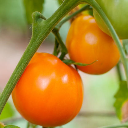 Valencia Tomato seeds on vine with bright orange fruit Seedtime Store on Tampa Home & Garden Store