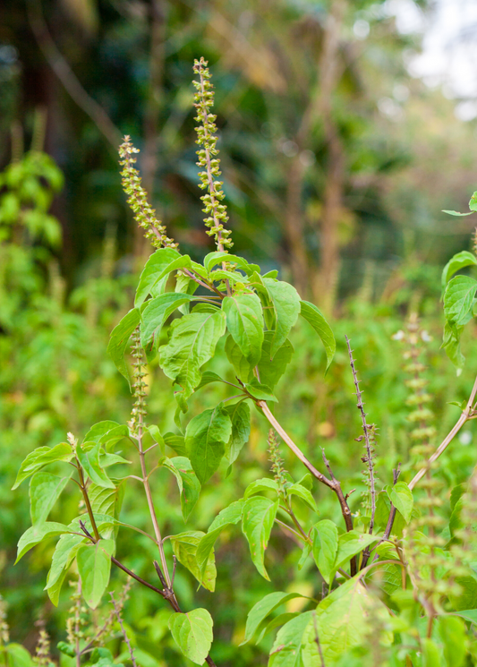 Tulsi Vana Ocimum gratissimum herb with green leaves and tall flower spikes Sow Exotic on Tampa Home & Garden Store